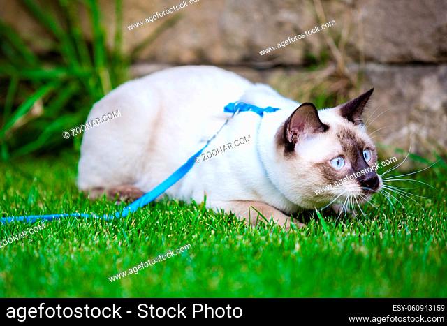 Cute funny young cat of the Mekong Bobtail breed, walks merrily on a green juicy meadow. A cat from the Siamese family with no tail and blue eyes sits on the...