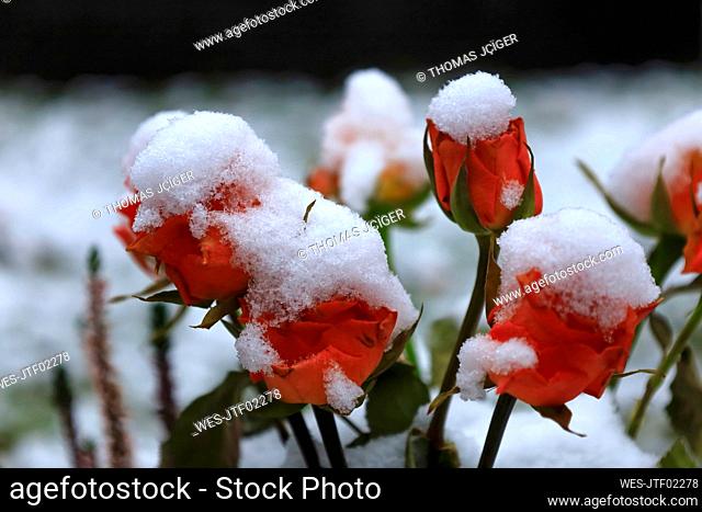 Snow covered roses in winter
