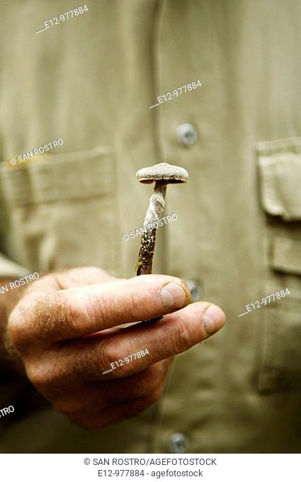 France, Auvergne, Haute Loire, Saint Bonnet le Froid, Restaurant Régis & Jacques Marcon, mushrooms harvest with mycologist Gilles Liège