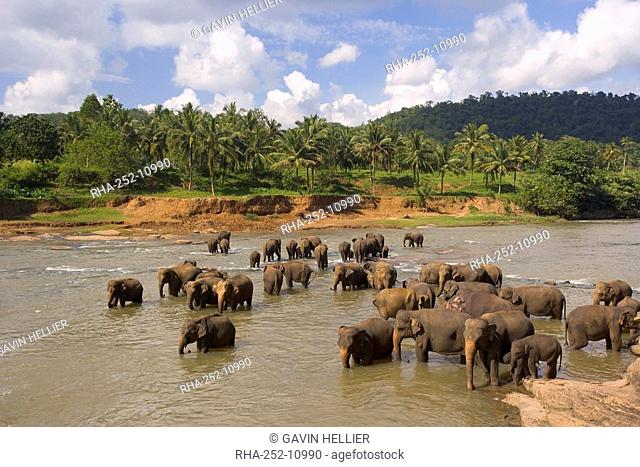 Elephants bathing in the river, Pinnewala Elephant Orphanage near Kegalle, Sri Lanka, Asia