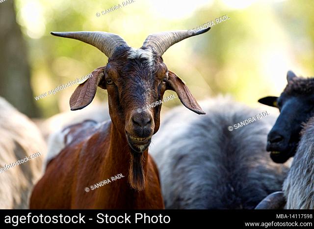 goat, herd of heidschnucken in the nature reserve lueneburg heath, germany, lower saxony