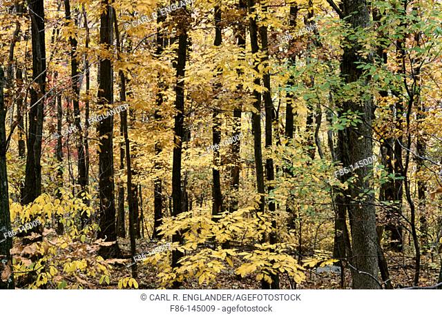 Trees in fall. Shenandoah National Park, Virginia, USA