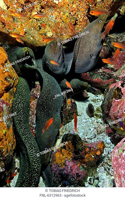 Yellow-edged morays Gymnothorax flavimarginatus, Malpelo Island, Columbia, Pacific Ocean, underwater shot