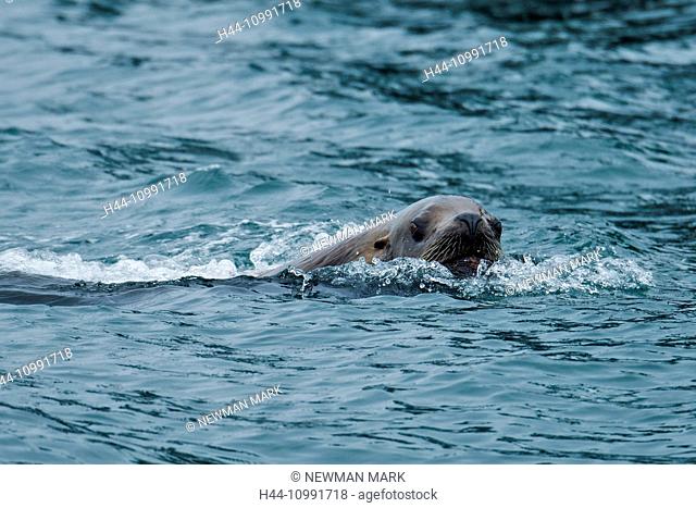 steller sea lion, Eumetopias jubatus, glacier bay np, Alaska