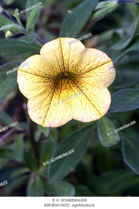 Millionbells (Callibrachoa, Callibrachoa-Hybride, Petunia-Hybride, Petunia), blooming