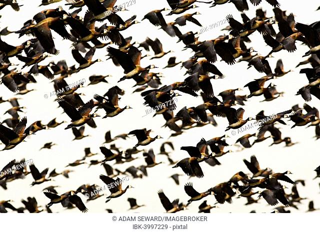 Flock of White-faced Whistling Ducks (Dendrocygna viduata) taking flight, Djoudj National Park, Senegal