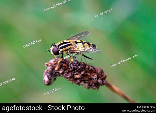 A hover fly sits on the seed part of a grass