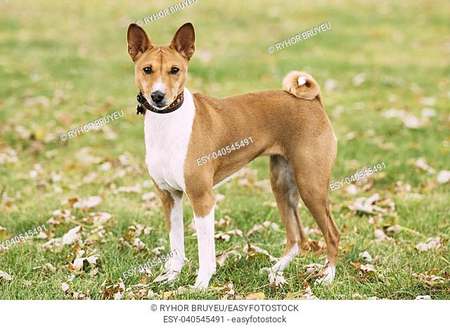 Basenji dog on grass outdoor. Basenji Kongo Terrier Dog. The Basenji is a breed of hunting dog