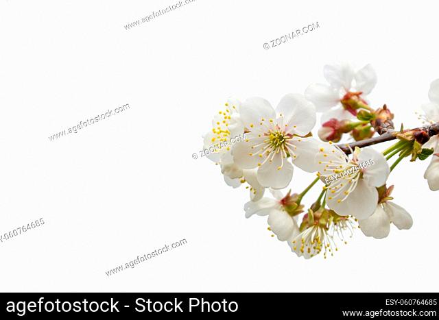 White color berry tree isolated on white background