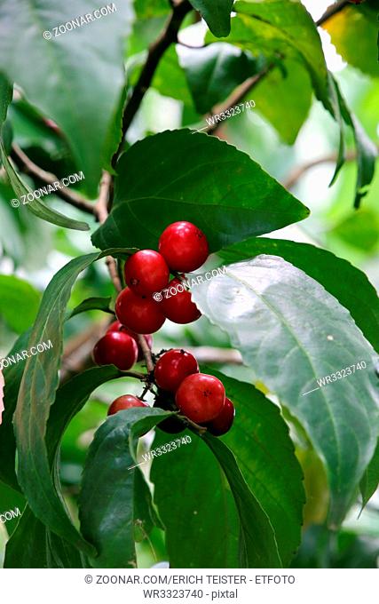 rote Früchte von Flacourtia rukam, Singapur