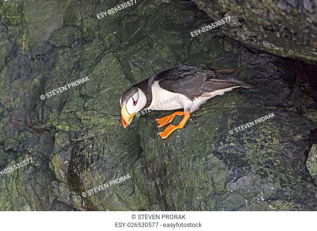 Horned Puffin in a Coastal Cave in Prince William Sound in Alaska
