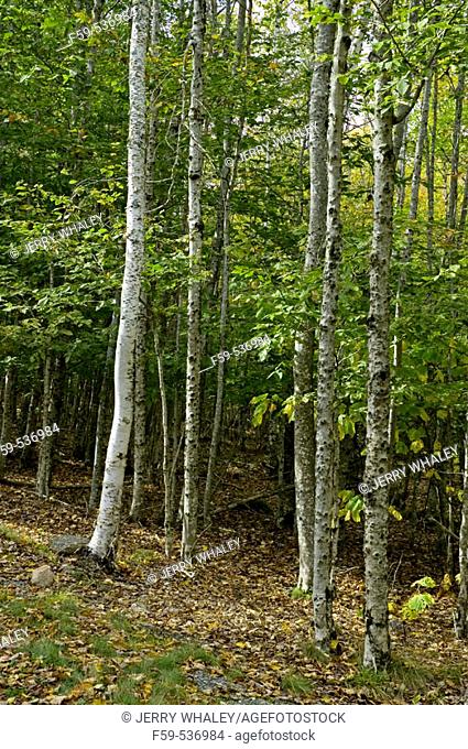 Birch Trees, Autumn Scenics, Acadia Nat. Park, ME