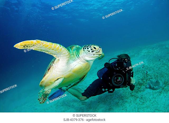 A diver films a green sea turtle Chelonia mydas swimming off of Dimakya Island in the Phillippines