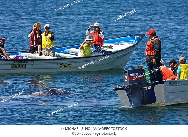 Mexican whalewatchers in pangas and California Gray Whale (Eschrichtius robustus) in Magdalena Bay near Puerto Lopez Mateos on the Pacific side of the Baja...