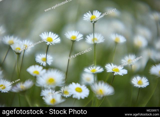Daisies on spring meadow, with bokeh effect and light mist that makes the shot very picturesque . .