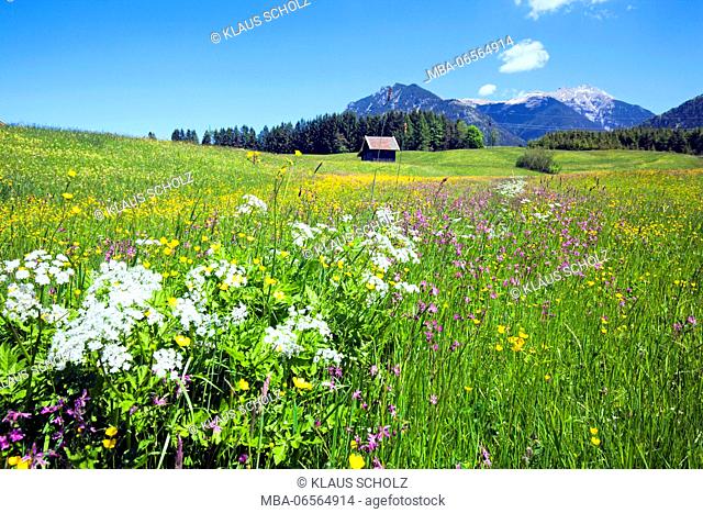 blossoming mountain pasture