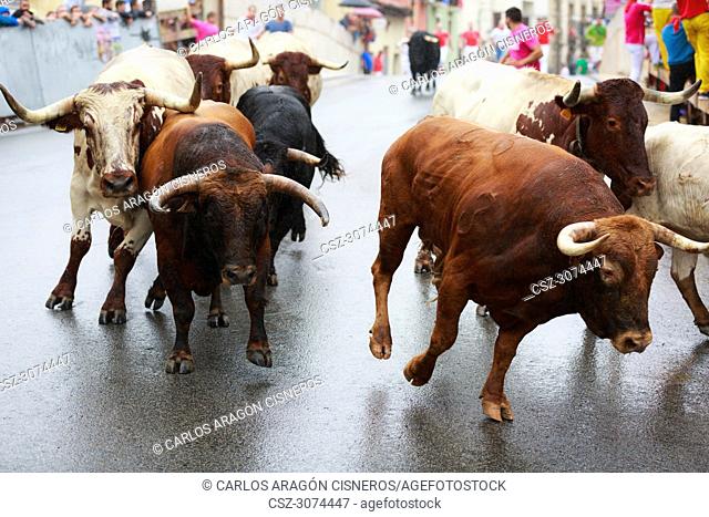 AMPUERO, SPAIN - SEPTEMBER 08: Bulls and people are running in street, encierro, during festival in Ampuero, celebrated on September 08, 2016 in Ampuero, Spain