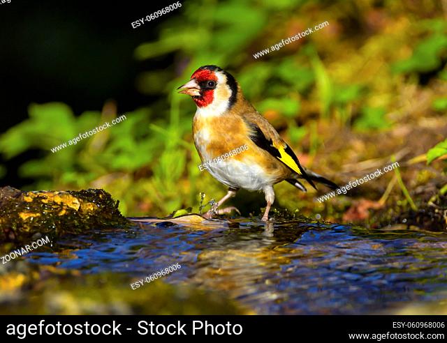 European goldfinch, carduelis carduelis, in the water