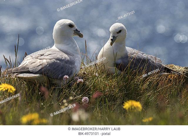 Two Northern fulmars (Fulmarus glacialis) sitting in the grass, bird rock Latrabjard, Westfjords, Iceland, Europe