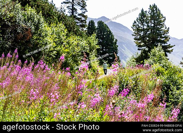 24 August 2023, Austria, Brandberg: A woman walks past richly vegetated mountain slopes on a hiking trail at the Zillergrund reservoir
