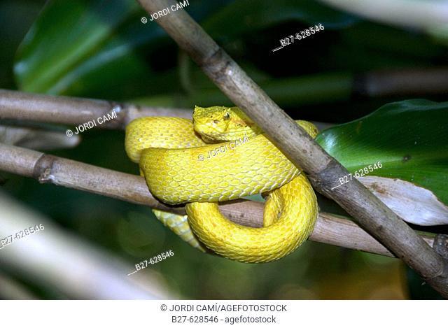 Eyelash Viper ( Bothriechis schlegelii ). Cahuita National Park. Costa Rica