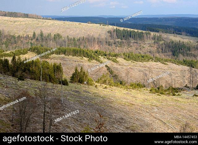 Clear cut mountains after bark beetle infestation in the Thuringian Forest