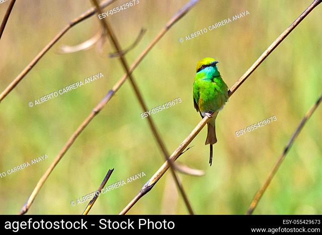Green Bee-eater, Merops orientalis, Grasslands, Royal Bardia National Park, Bardiya National Park, Nepal, Asia