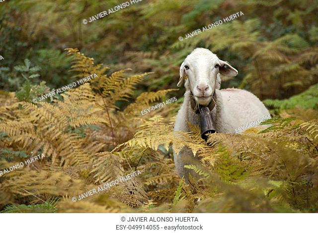 Portrait of sheep among ferns