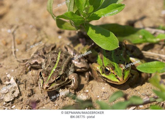 Water frog, common European frog ( Rana esculenta ) - young animals