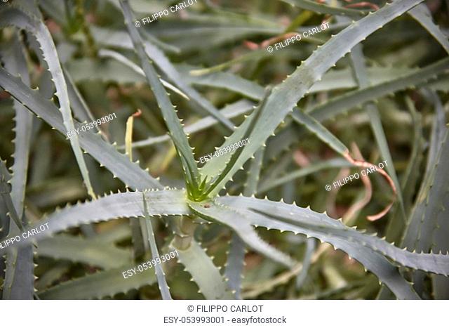 Detail of some parts of the aloe plant: exotic plant used for the care and well-being of man