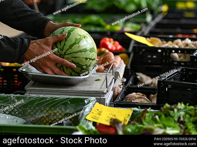 PRODUCTION - 25 August 2023, Hesse, Frankfurt/Main: A melon is weighed at the stand of the Bioland nursery Blattlaus at the weekly market at Südbahnhof