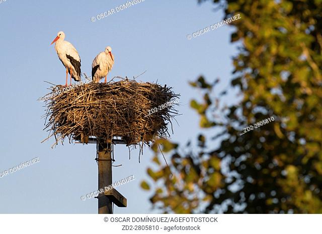 White stork (Ciconia ciconia) pair at nest on artificial nesting platform. Ivars Lake. Lleida province. Catalonia. Spain