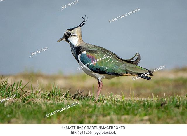Lapwing (Vanellus vanellus), Cley Marshes, Norfolk, England
