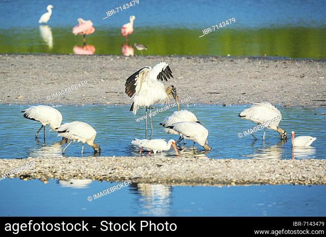 Wood Stork (Mycteria Americana) and Roseate Spoonbills (Platalea ajaja) fishing, Sanibel Island, J.N. Ding Darling National Wildlife Refuge, Florida, USA