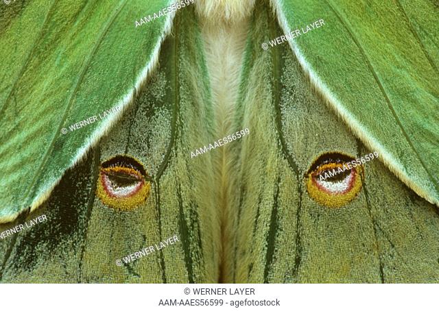 Silk Moth (Actias maenas) close up showing eyespots. abstract