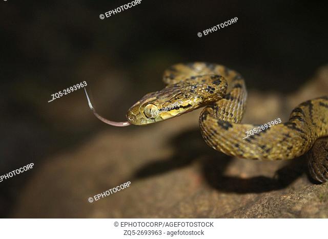 Ceylon Cat Snake, Boiga ceylonensis, Mahableshwar, Satara District