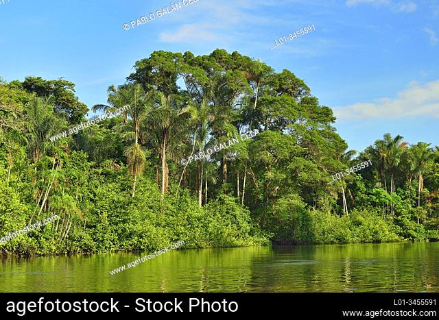 Rain forest in Reserva de producción de fauna de Cuyabeno. Ecuador