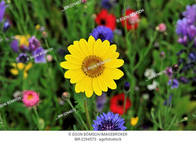 Flower of the golden marguerite, yellow chamomile or oxeye chamomile (Anthemis tinctoria), medicinal plant on a colourful flower meadow, Schwaebisch Gmuend