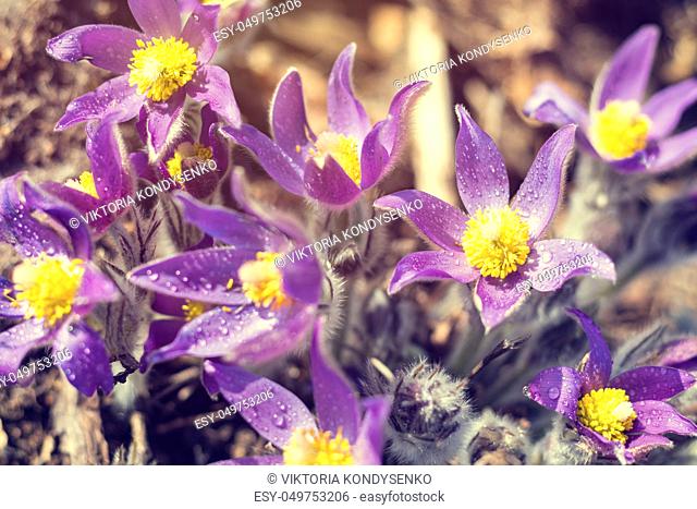 Beautiful spring violet flowers background. Eastern pasqueflower, prairie crocus, cutleaf anemone. Shallow depth of field. Toned. Copy space