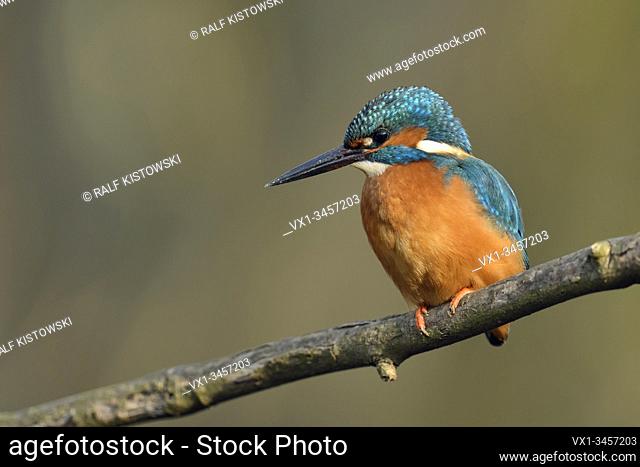 Common Kingfisher / Eisvogel ( Alcedo atthis ), male bird with dirt / mud / earth on its beak after digging its nesting burrow, wildlife, Europe
