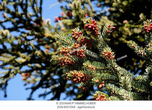 Abies cephalonica, Greek fir, flowering