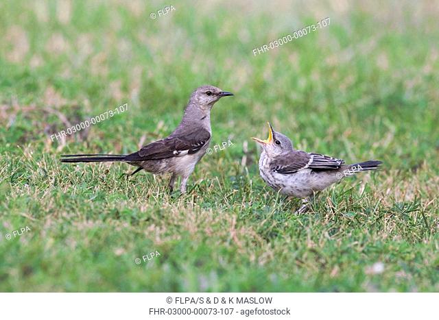 Northern Mockingbird Mimus polyglottos adult, with begging fledgling, standing on grass, U S A
