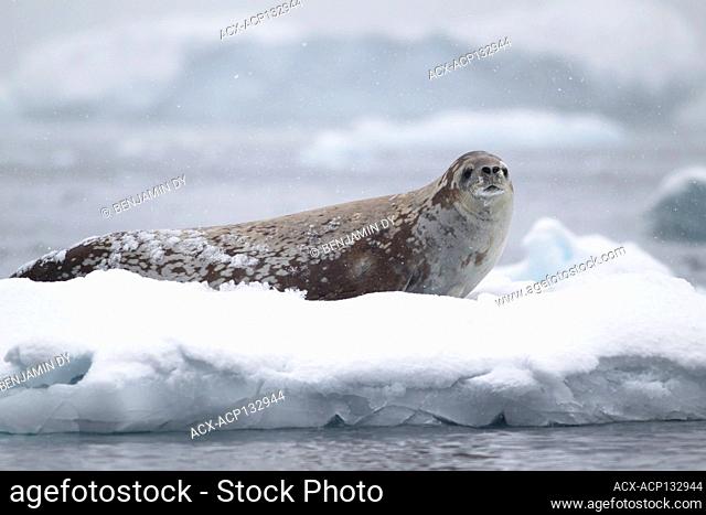 Crabeater seal, Lobodon carcinophaga, Antarctic peninsula, Austral summer