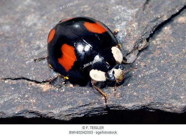 multicoloured Asian beetle (Harmonia axyridis), on a stone, Germany
