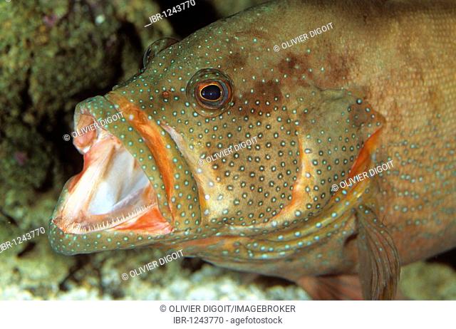 Portrait of a coral grouper opening its mouth