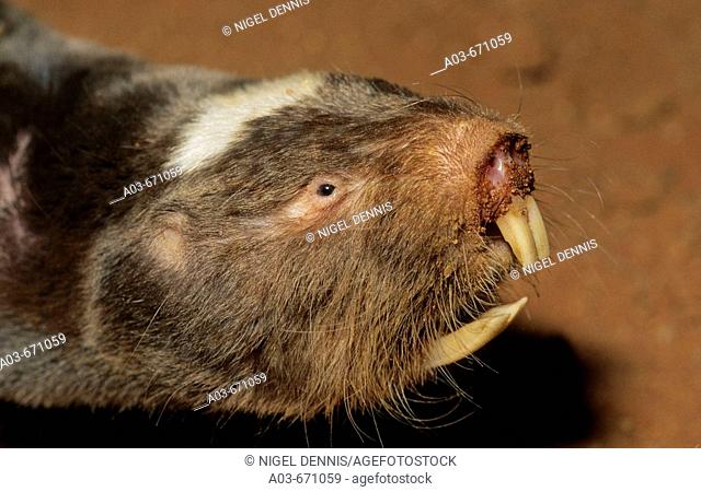 Damaraland Mole-rat, Cryptomys damerensis, Northern Cape, South Africa