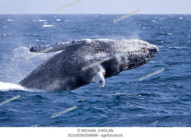 Humpback whale Megaptera novaeangliae breaching in the lower Gulf of California Sea of Cortez, Baja California Sur, Mexico