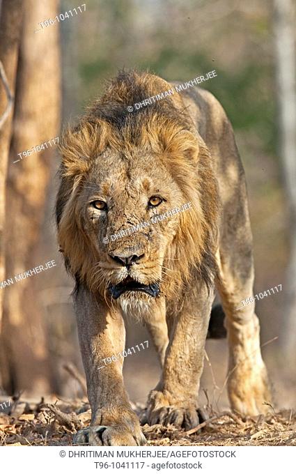 Asiatic Lion (Panthera leo persica), Gir Forest National Park, Gujarat, India