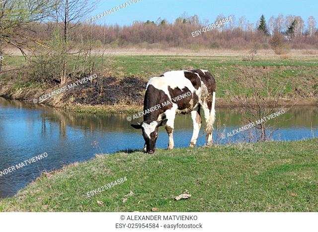 rural cow standing near the river in the spring