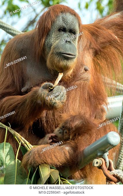A mom and baby Orangutan are together in their tree